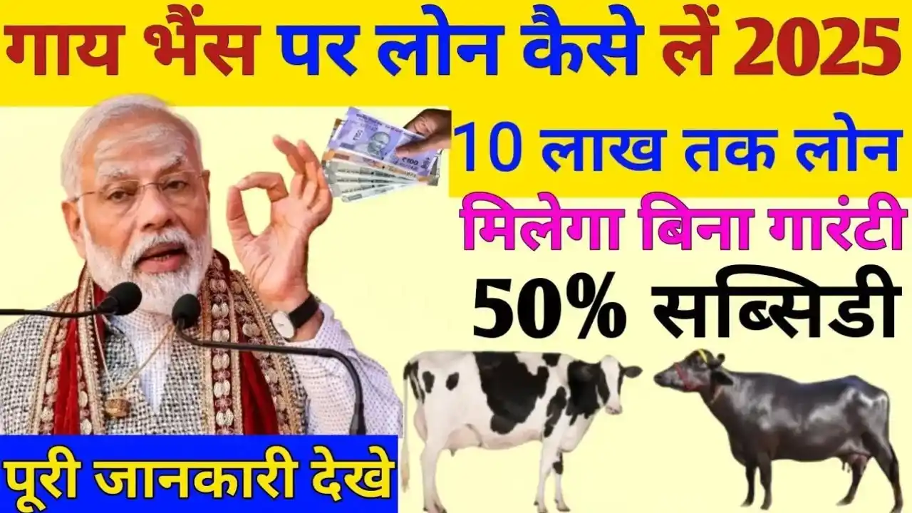 Cow and Buffalo Loan